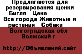 Предлагаются для резервирования щенки Бигля › Цена ­ 40 000 - Все города Животные и растения » Собаки   . Волгоградская обл.,Волжский г.